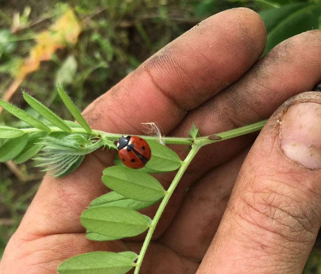 A red lady beetle with 7 spots on its back crawls across a green stem of vetch that is being held by a hand that is dirty (probably from weeding).