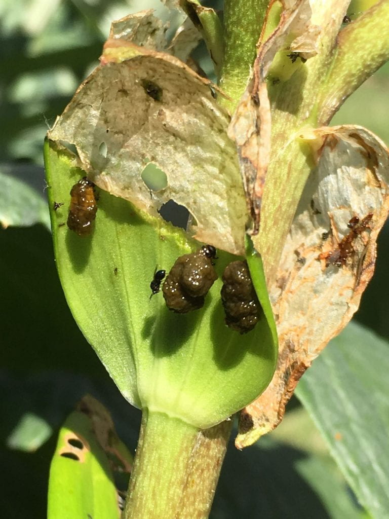 Several brown, slimy-looking larvae on a leaf of a lily plant that has been chewed up. A small black wasp that is less than a third of the size of the larva is perched on one of them.