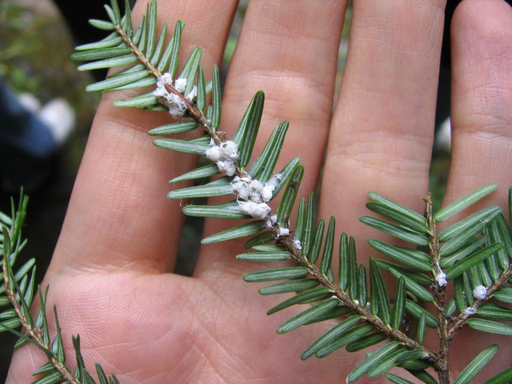 Held against the background of a person's hand, you can see the underside of a hemlock branch. It looks like there are small tufts of white cotton where each needle attaches to the branch.