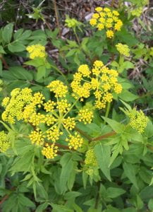 Plant with tiny yellow flowers arranged like Queen Anne’s Lace.