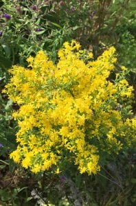 Large clump of small, bright yellow flowers