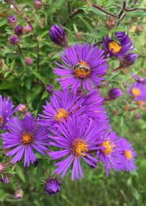 Purple daisy-shaped flowers with yellow centers and very narrow petals. A small bee is visiting one of the flowers