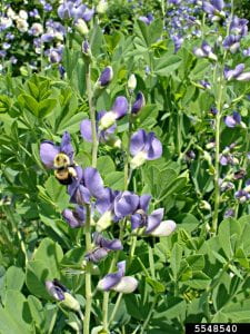 Pale blue-purple legume flowers. One is being visited by a bumble bee