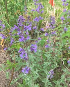Small purple bell-shaped flowers on stems with frosty-green leaves