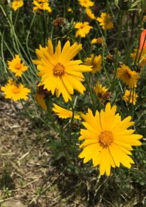 Yellow daisy-shaped flowers with toothed edges
