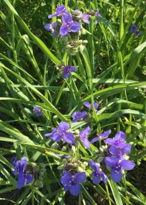 Three-petaled purple flowers growing on plant with grass-like leaves.