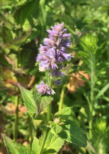 Small, pale purple flowers clustered at the top of a stem