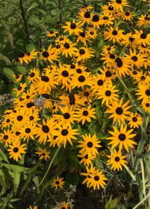 Large clump of daisy shaped flowers with yellow petals and dark brown centers