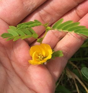 Yellow flower with compound leaves cupped in a person’s hand