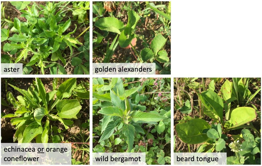 Pictures of seedlings labeled (left to right, top to bottom) aster, golden alexanders, echinacea or orange coneflower, wild bergamot, and beard tongue.