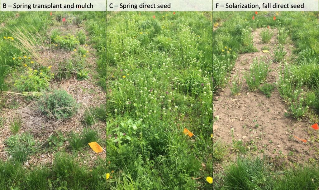 Picture on the left is of treatment B (Spring transplant and mulch) and shows small wildflower plants surrounded by mulch and few weeds. The middle picture shows treatment C (spring direct seed), a weedy plot. The picture on the right shows treatment F (solarization and fall direct seed), where you can still see at least 50% of the plot is bare soil, although many small and a few larger weeds are visible.