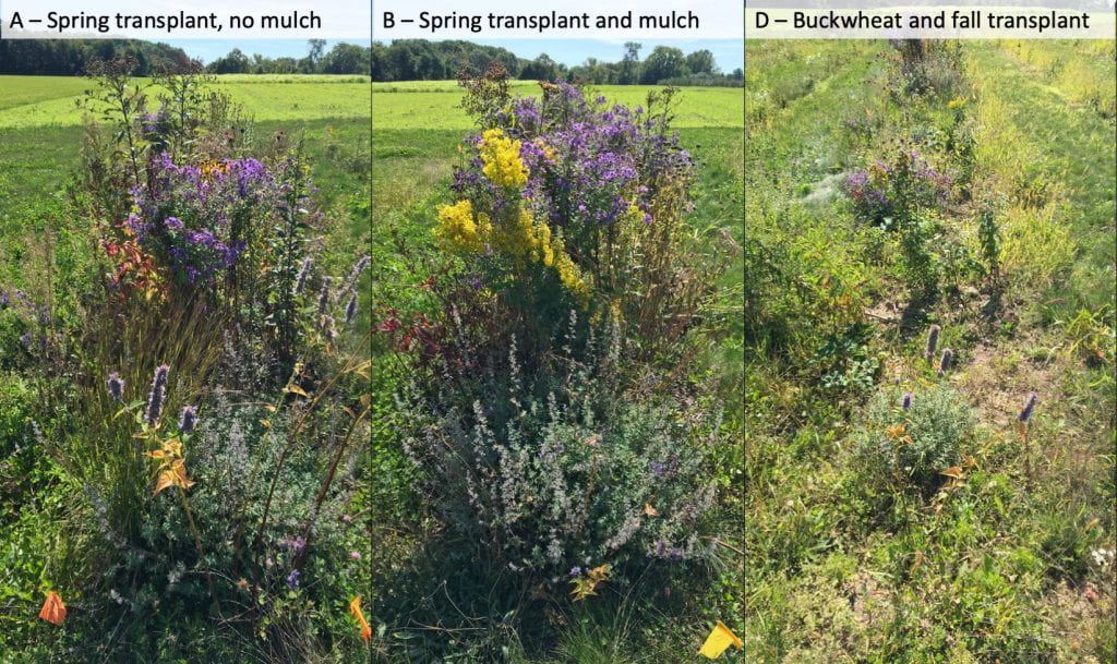 Picture on the left is of treatment A (spring transplant, no mulch) and shows tall wildflower plants with some weeds. The middle picture shows treatment B (Spring transplant and mulch), full of large wildflowers and few weeds. The picture on the right shows treatment D (buckwheat and fall transplant), where the wildflower plants are much smaller, there are more weeds, and some bare ground is visible.