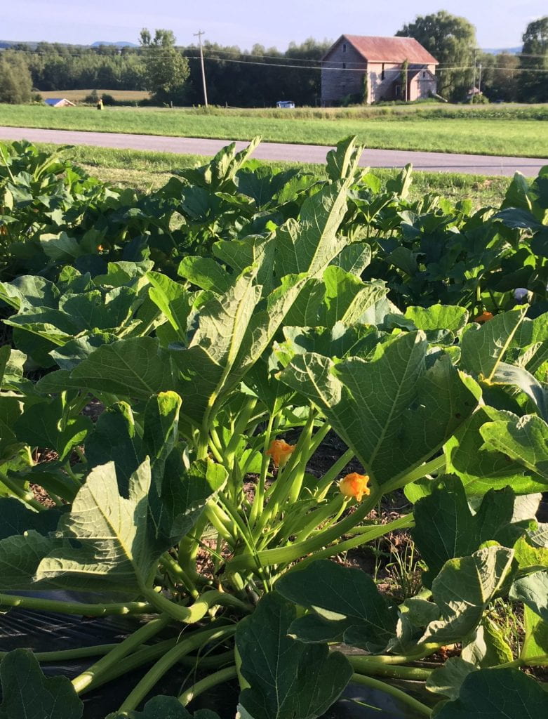 Healthy squash plants, just starting to flower in the foreground, with a field and barn in the background.