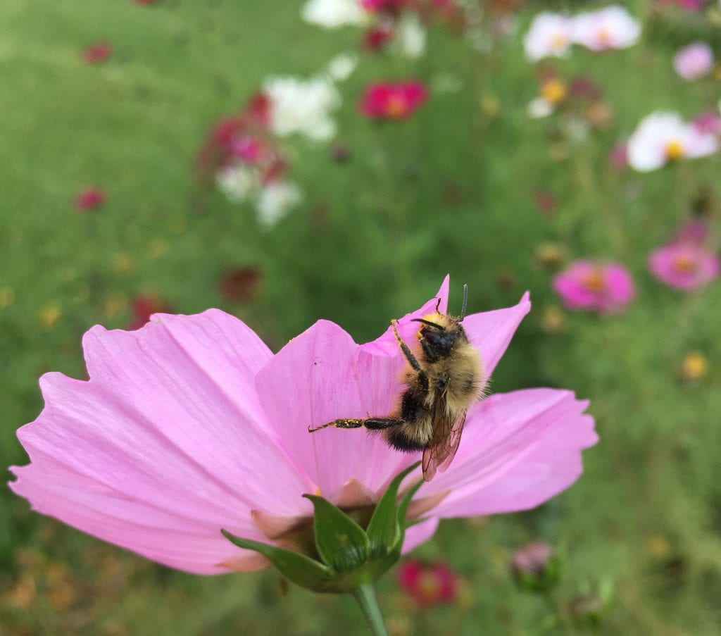 light pink flower with a fuzzy bee crawling on it