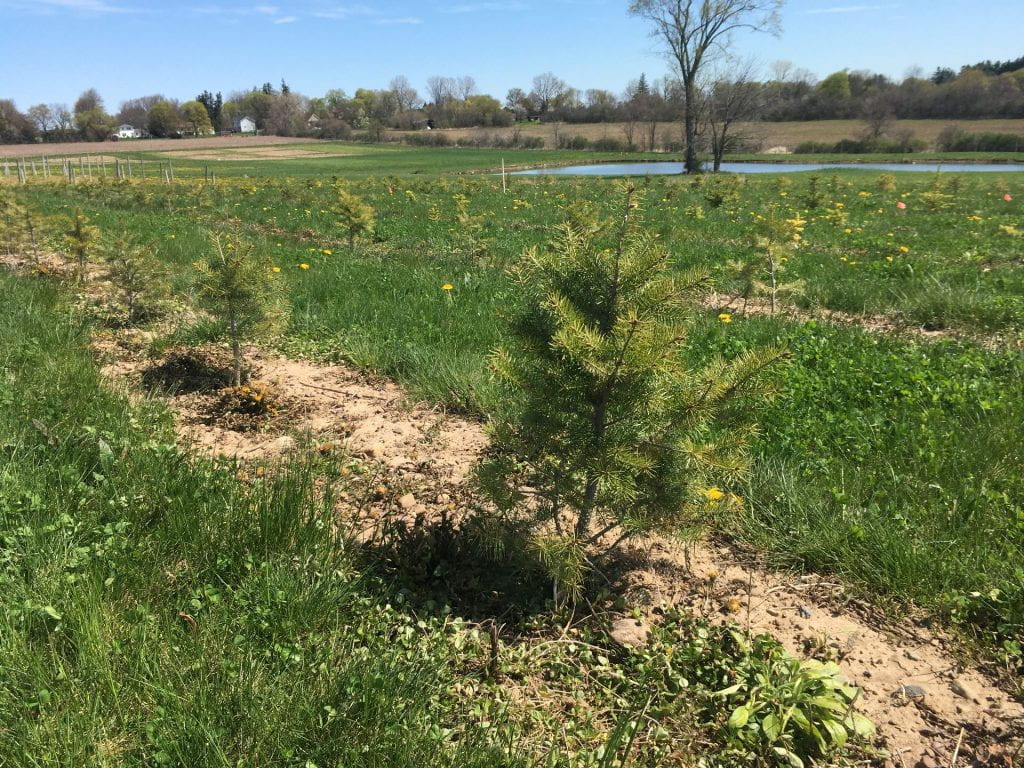 rows of small Christmas tree seedlings in a field on a sunny day, with a pond in the background