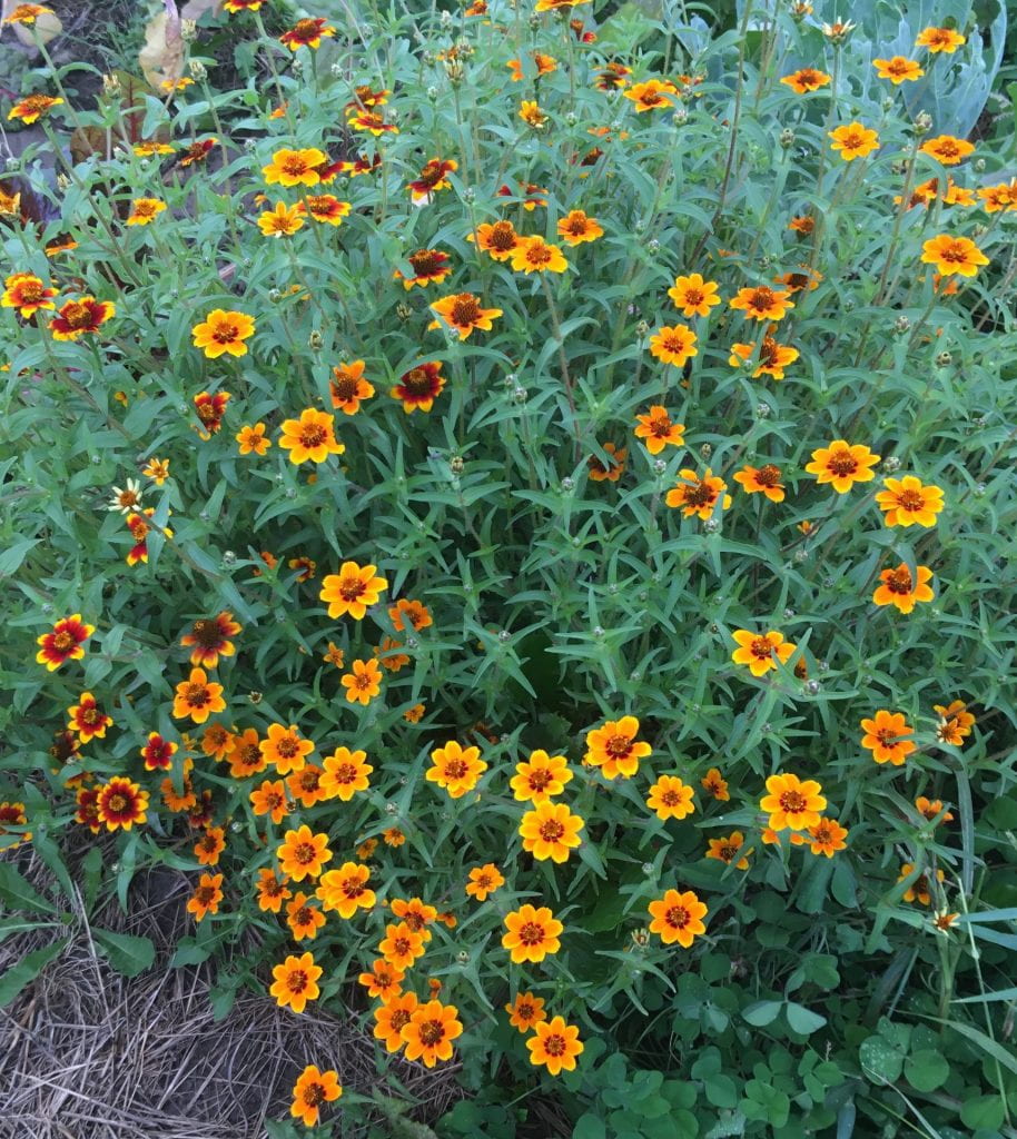 Plants growing in a large clump with smaller flowers in combinations of yellow, orange, and red.