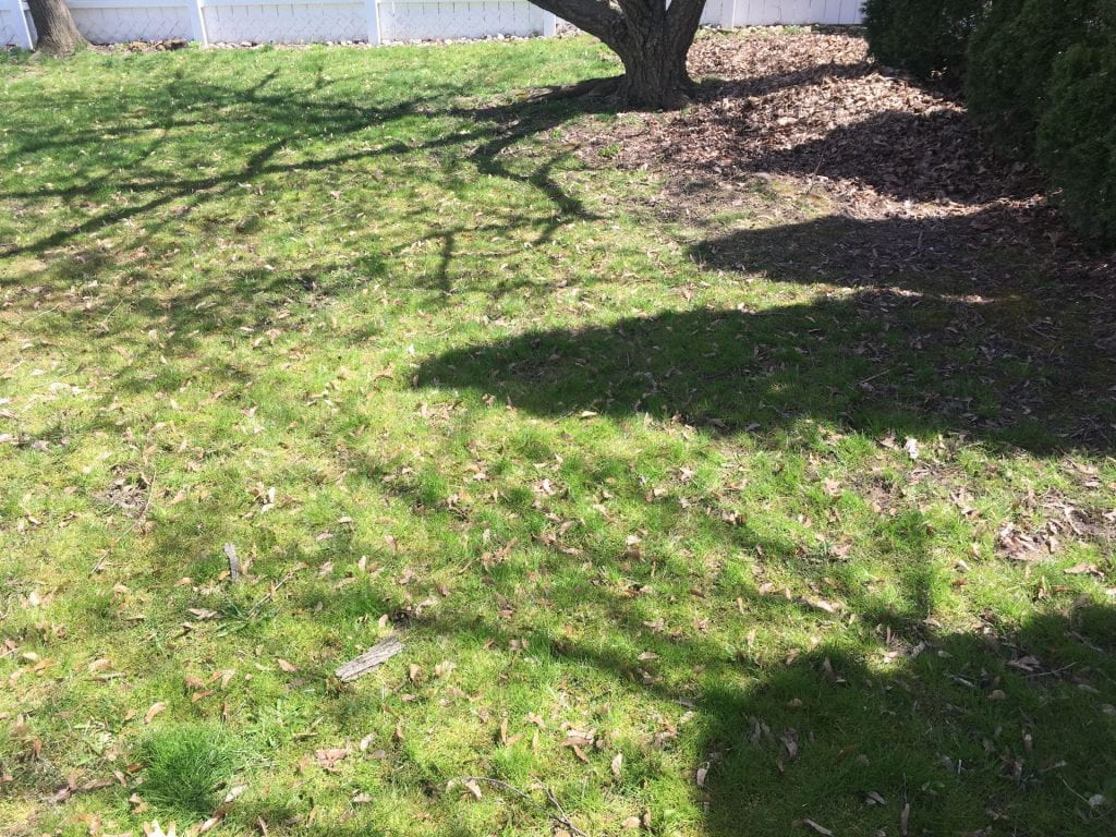 Lawn with shadows from nearby trees