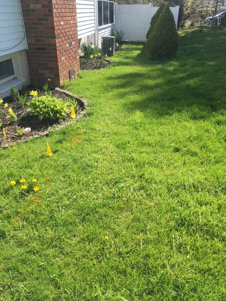 Lawn along the side of a house that is mostly sunny