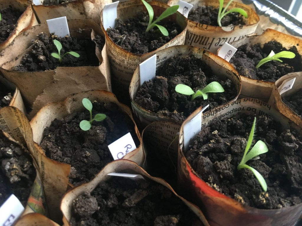 Several small seedlings growing in paper pots.