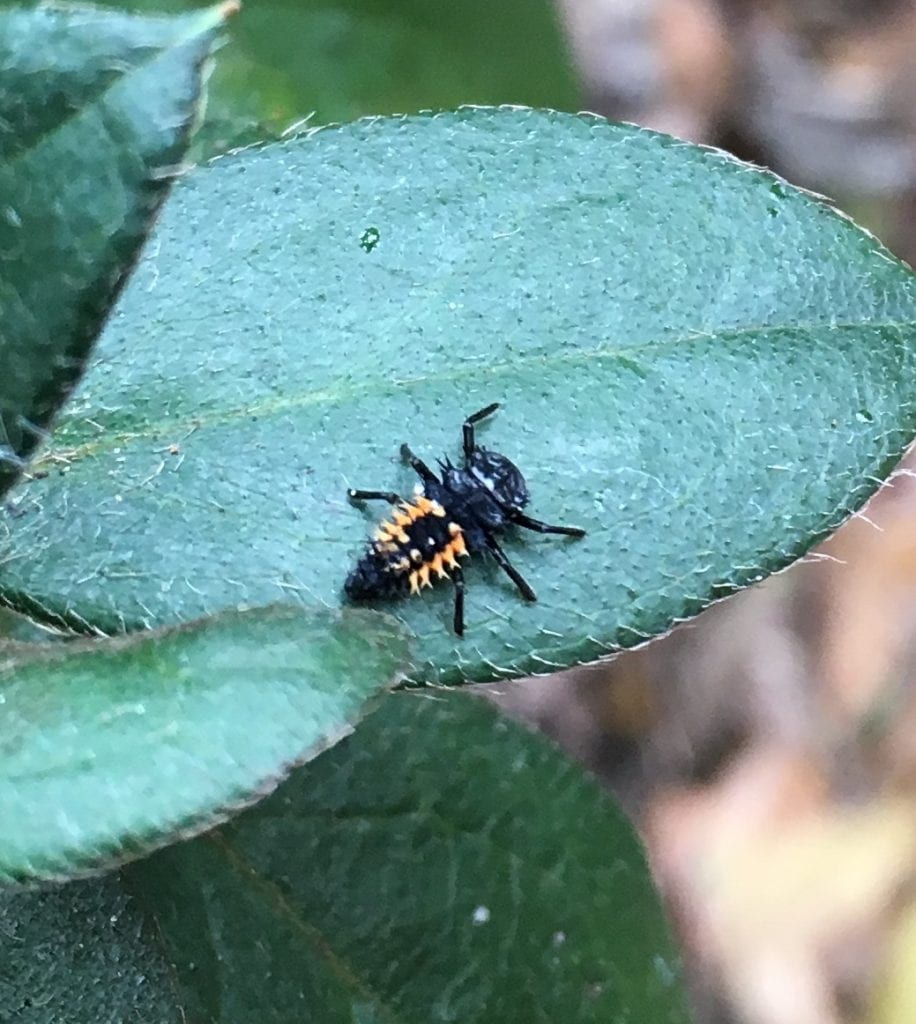 Spiny black and orange larval lady beetle on a green leaf.