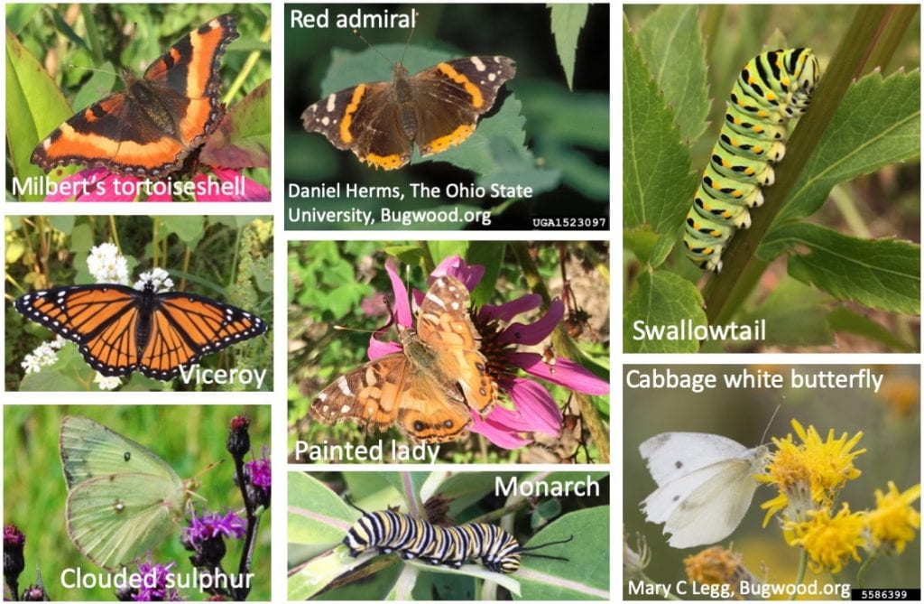 Collage of six different butterflies (Milbert’s tortoiseshell, viceroy, clouded sulphur, red admiral (photo by Daniel Herms, The Ohio State University and available on Bugwood.org), cabbage white (photo by Mary C Legg, available on Bugwood.org), and painted lady) and two caterpillars (monarch and swallowtail).