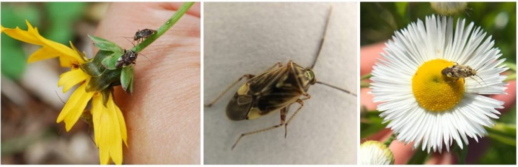 Three pictures of tarnished plant bugs, feeding on the stem of a yellow flower, up close, and sitting on a white aster flower.