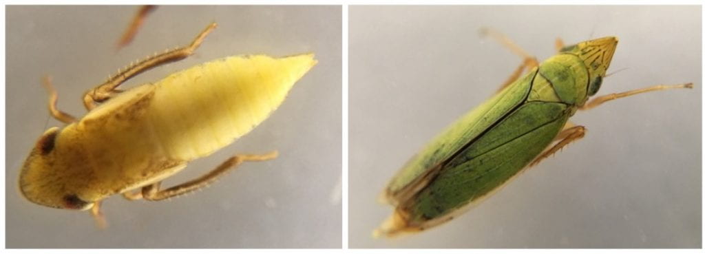 Two different leafhoppers (one yellow and one green) magnified to clearly show their pointy heads and bristled back legs.