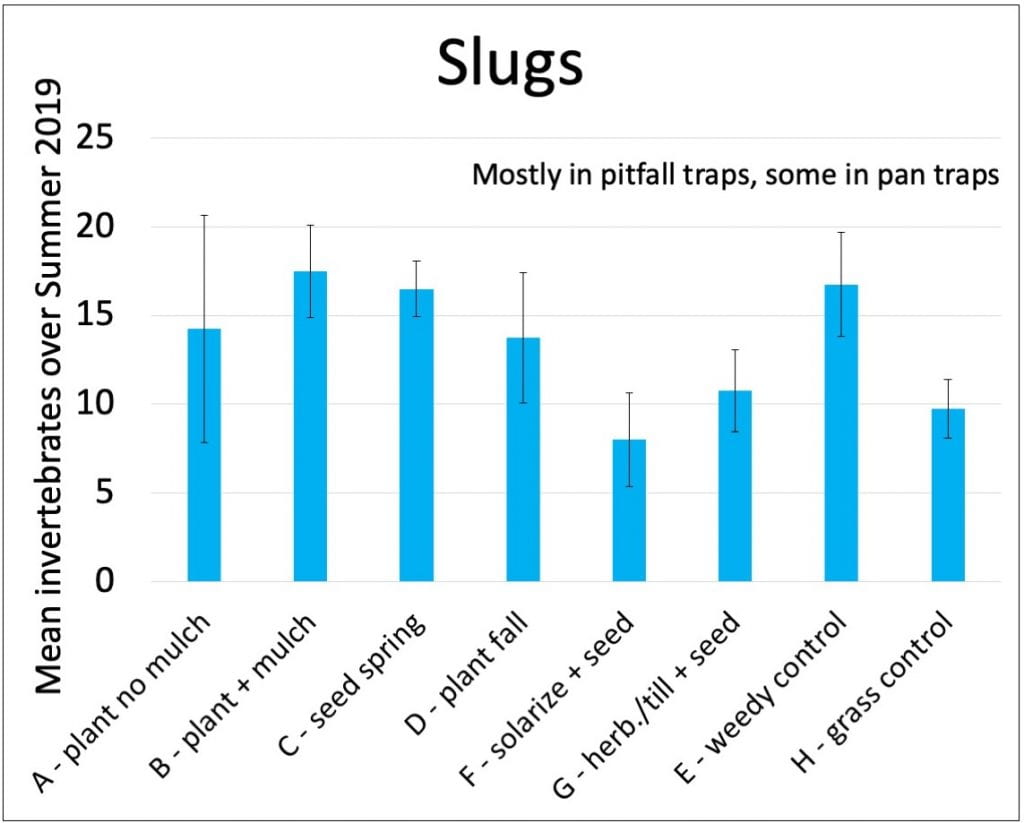 A bar graph showing numbers of slugs caught in each treatment (mostly in pitfall traps, but some in pan traps). We caught fewer slugs in the plots that were solarized and had wildflowers direct seeded in the fall (treatment F) than in other treatments.