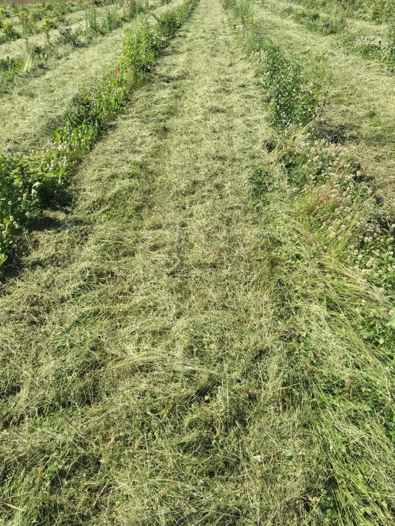 Mowed grass between rows of small Christmas trees