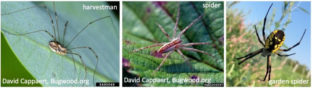 On the left, a harvestman with a plump body lacking distinct segments. In the middle, a spider with two distinct body segments. These two pictures were taken by David Cappaert, and are available on Bugwood.org. On the right, a black and yellow garden spider.