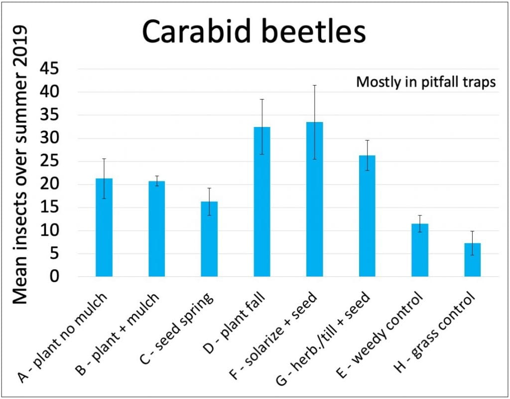 A bar graph showing numbers of carabid beetles caught in each treatment (mostly in pitfall traps). The most carabid beetles were caught in treatments D (fall transplant after buckwheat), F (fall seed after solarizing soil), and G (fall seeding after using tillage and herbicide to control weeds). The fewest carabid beetles were caught in the control plots (E and H).