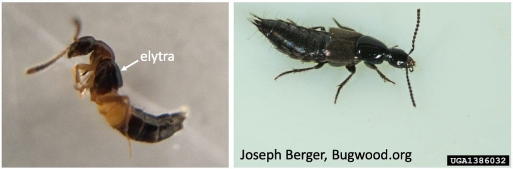 Two pictures of insects. The one on the left has an arrow pointing to the short wing covers visible on its back (labeled ‘elytra’). The one on the right is courtesy of Joseph Berger, and can be found at Bugwood.org.
