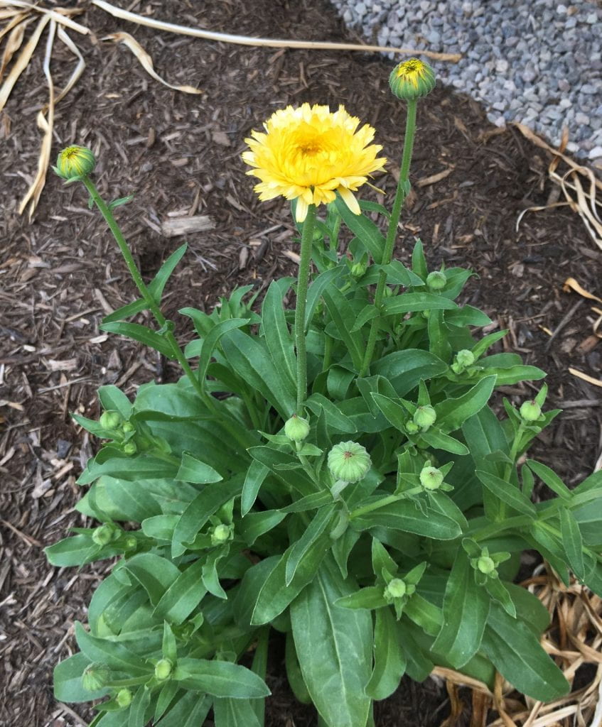 Plant with yellow flowers starting to open