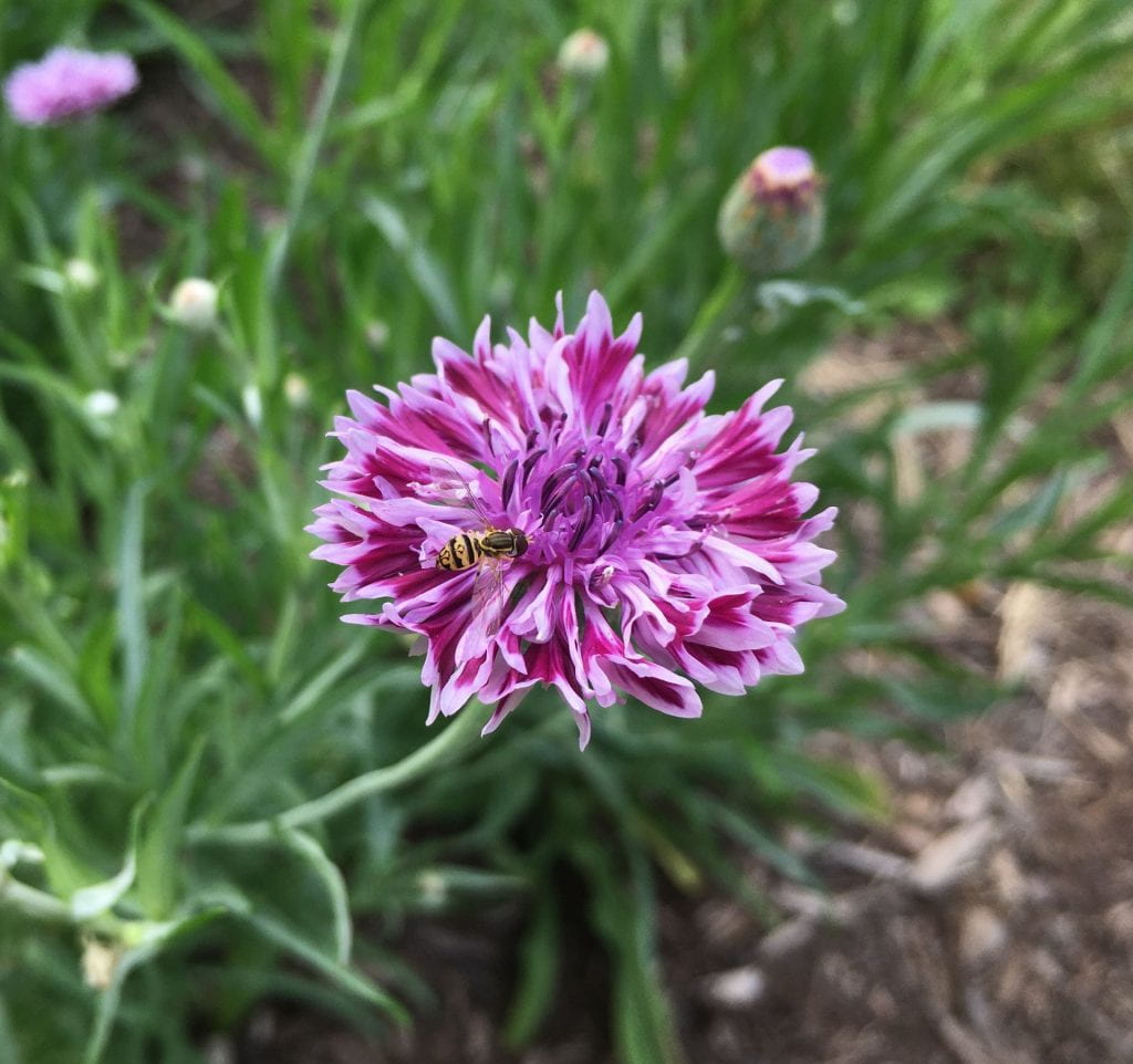 Pink and purple flower with a black and yellow striped fly visiting it