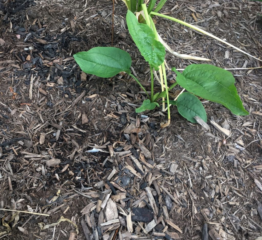 One seedling, surrounded by mulch