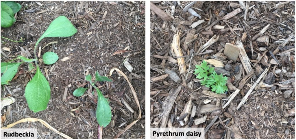Two seedlings with oblong and very hairy leaves on the left (rudbeckia); one seedling with leaves that look like a carrot on the right (pyrethrum daisy). All are growing surrounded by mulch.