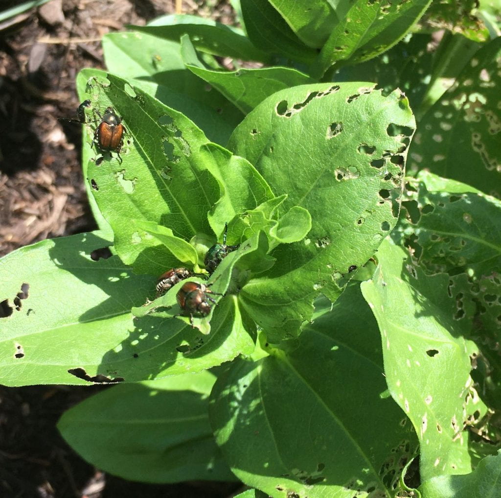 Several Japanese beetles crawling over zinnia leaves with many holes