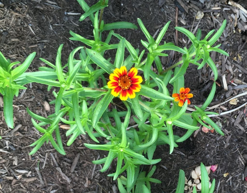 Small yellow and red zinnia flower growing on a plant with small, narrow leaves