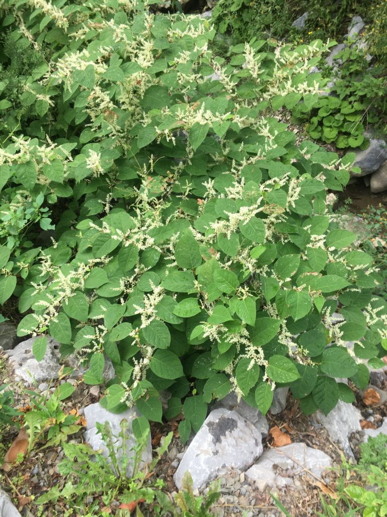 Large clump of knotweed with large heart-shaped leaves and clusters of small white flowers