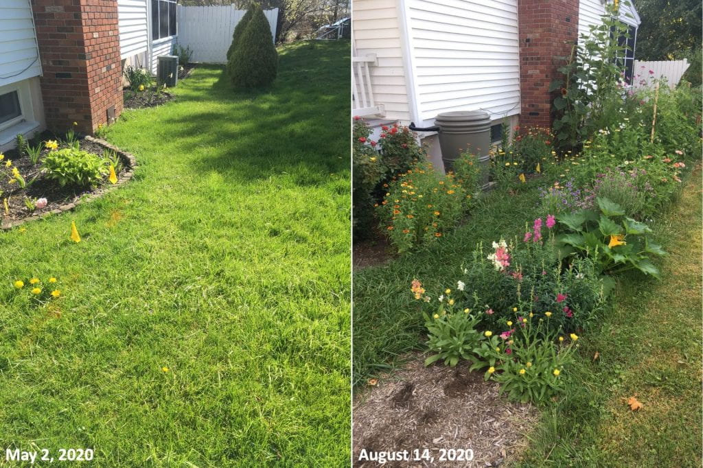 The picture on the left was taken on May 2, 2020 and shows a small yard on the side of a house with mostly grass and a few small mulched garden beds with hostas and daffodils growing in them. The picture on the right was taken on August 14, 2020 and shows the same yard next to the house, this time full of blooming flowers and a squash plant.
