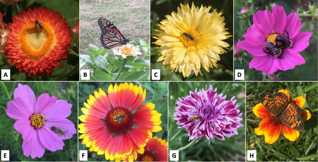 A collection of eight pictures in two rows. Pictures in the top row (A-D) show a small bee on a red strawflower, an orange and black monarch butterfly on a zinnia flower that is cream colored with pink speckles, a small bee on a yellow calendula flower, and two bees on a pink cosmos flower. The bottom row shows a smaller green bee on a pink cosmos flower, a bee on a red and yellow blanketflower, a yellow and black striped hover fly visiting a purple bachelor’s button, and a small orange and black butterfly visiting an orange and yellow zinnia.
