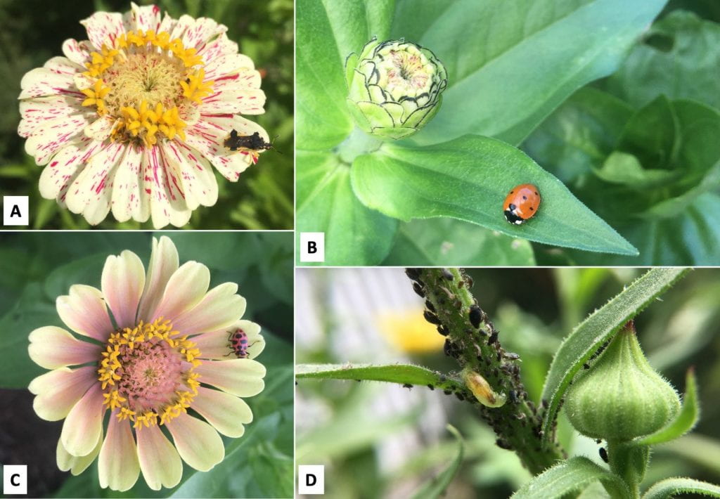 Four pictures, clockwise from top left: black and yellow ambush bug on a cream-colored zinnia flower flecked with pink speckles; a red ladybug with black spots on a leaf next to a zinnia bud; a pink ladybug with black spots perched on a pale pink and yellow zinnia flower; a translucent yellow-green “worm” amongst black aphids on a plant stem.