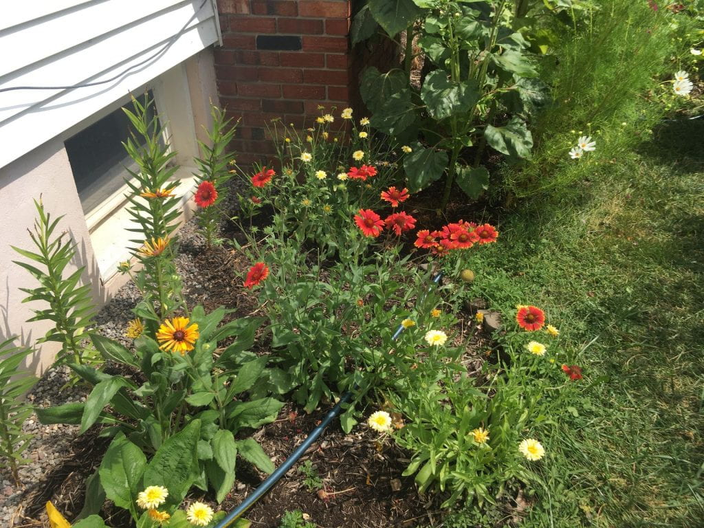 A small mulched garden bed next to a house with yellow and orange rudbeckia flowers blooming on the left and red blanketflowers blooming on the right. There are also some yellow calendula blooming around these plants.