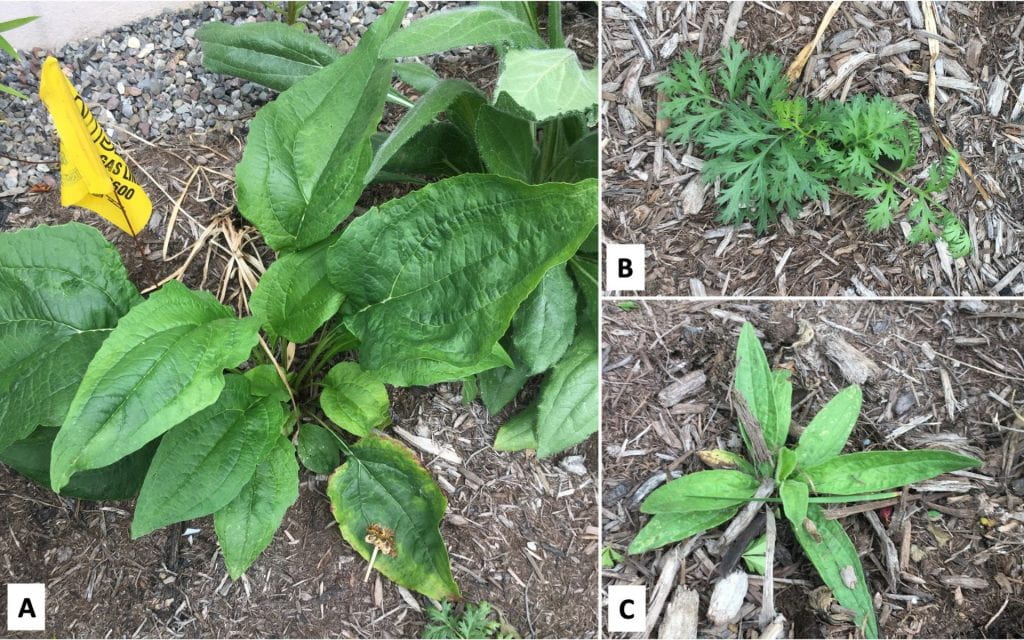 Composite showing pictures of three non-flower plants growing on mulch. One has elongated heart-shaped leaves (A), one has leaves like those on a carrot (B), and one has longer, narrower leaves (C).