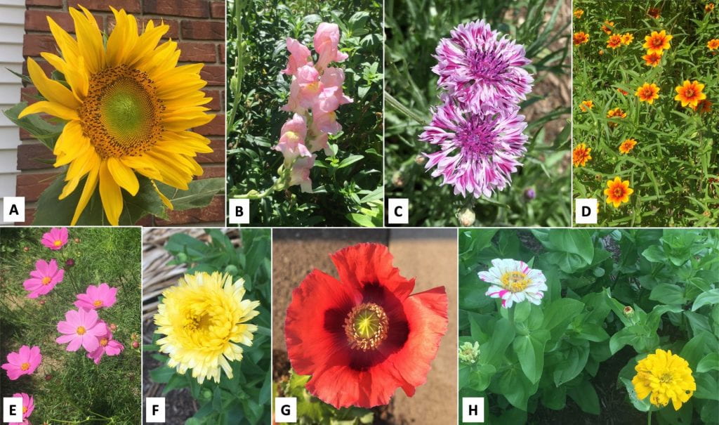 Eight pictures of different flowers in two rows. Top row left to right (A-D): yellow sunflower, pale pink snap dragon, bachelor’s buttons in various shades of purple, yellow and orange ‘Persian Carpet’ zinnias. Bottom row left to right (E-H): pink cosmos, yellow calendula, red poppy, zinnias in two colors - white with pink speckles and yellow.