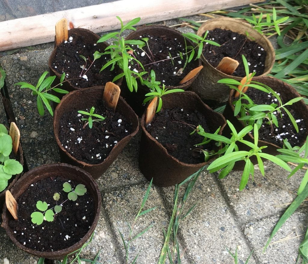 seven small peat pots filled with potting mix, with a few seedlings growing out of each