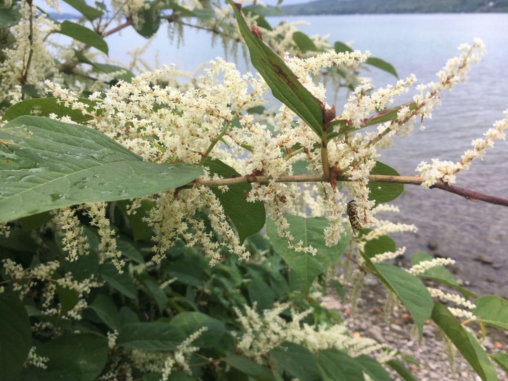 small white flowers of Japanese knotweed being visited by a wasp