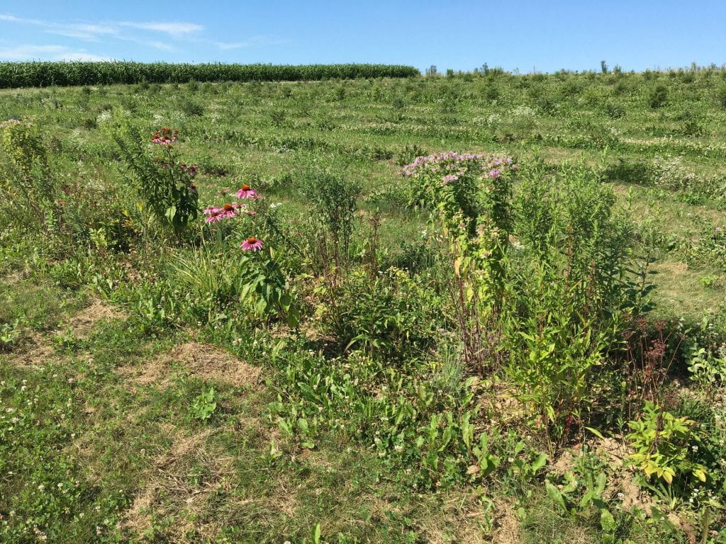 panoramic view of a field with some pink and purple wildflowers blooming in the foreground and rows of small Christmas trees in the background 