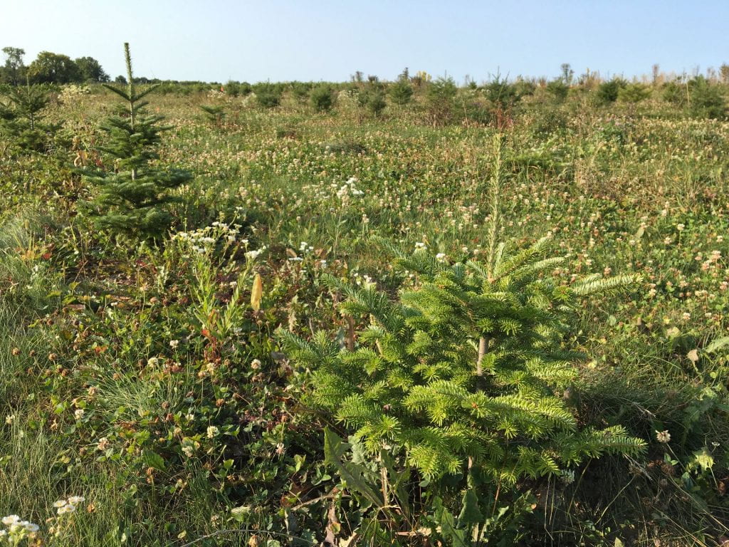 Several smaller Christmas trees growing in a field