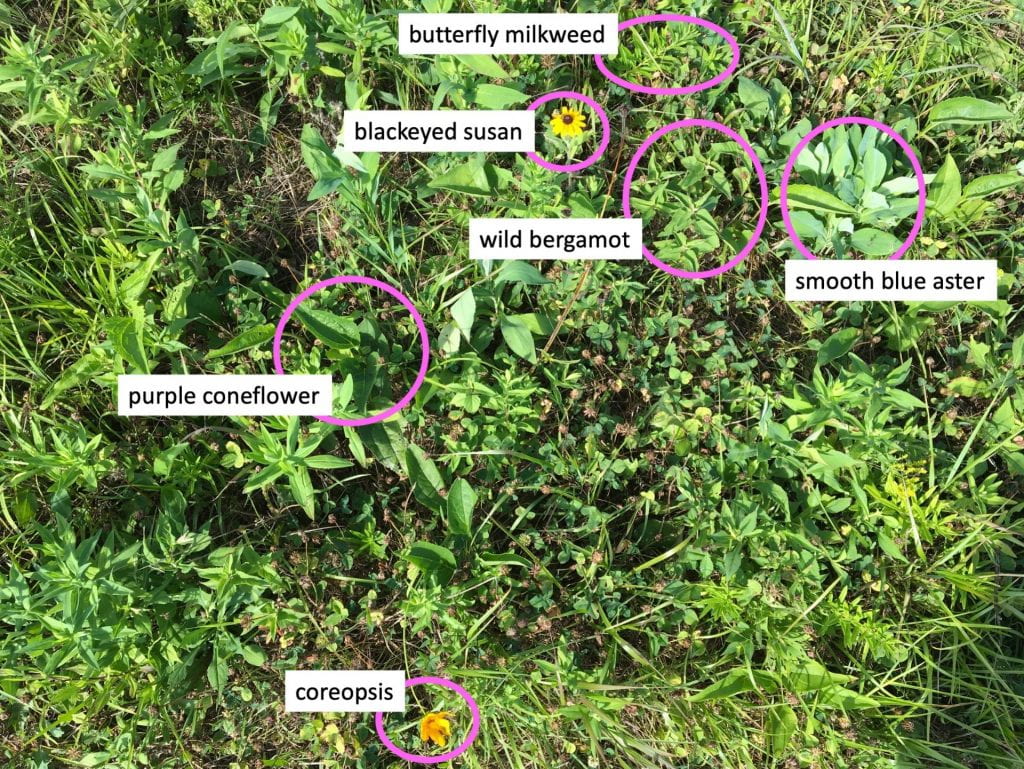 Picture of mixed species plants, with only two yellow flowers. Purple circles and labels identify butterfly milkweed, blackeyed susan, wild bergamot, smooth blue aster, purple coneflower, and coreopsis seedlings.